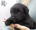 Puppy 7 Miniature Australian Shepherd-Poodle (Standard) Mix