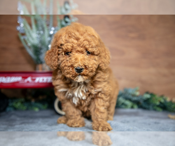 Medium Photo #7 Poodle (Miniature) Puppy For Sale in WOLCOTTVILLE, IN, USA