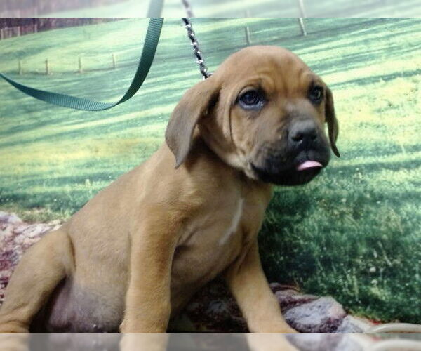 Medium Photo #1 Mastiff-Unknown Mix Puppy For Sale in Moreno Valley, CA, USA