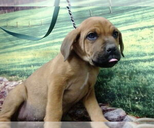 Mastiff-Unknown Mix Dogs for adoption in Moreno Valley, CA, USA