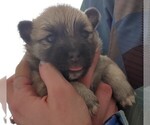 Small Photo #1 Pomsky Puppy For Sale in LOVELAND, CO, USA