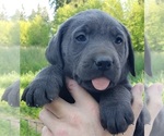 Image preview for Ad Listing. Nickname: Charcoal Male