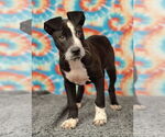 Small #2 American Pit Bull Terrier Mix