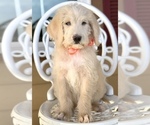 Small Photo #5 Labradoodle Puppy For Sale in COVINGTON, TX, USA