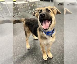 Anatolian Shepherd-German Shepherd Dog Mix Dogs for adoption in San Francisco, CA, USA