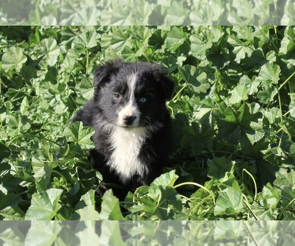 Medium Photo #10 Australian Shepherd Puppy For Sale in ACTON, CA, USA