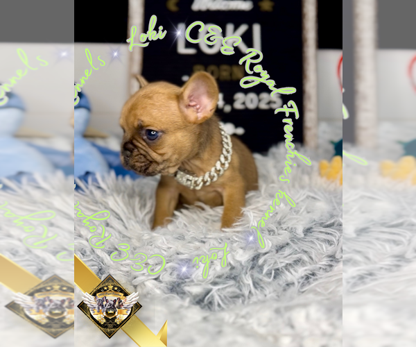 Medium Photo #3 French Bulldog Puppy For Sale in ATHENS, GA, USA