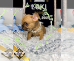 Small #2 French Bulldog
