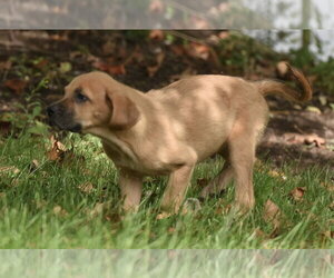 Lainey - Female Australian Shepherd-Beagle Mix Dog for Adoption - Photo #13