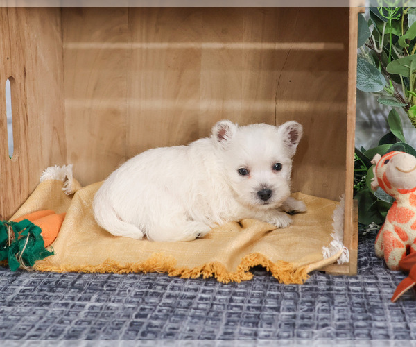 Medium Photo #2 West Highland White Terrier Puppy For Sale in SYRACUSE, IN, USA