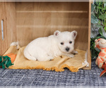 Small #1 West Highland White Terrier