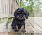 Small Photo #5 Cock-A-Poo-Cocker Spaniel Mix Puppy For Sale in SALEM, MO, USA