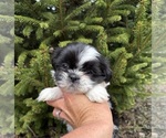 Small #2 Shih Tzu