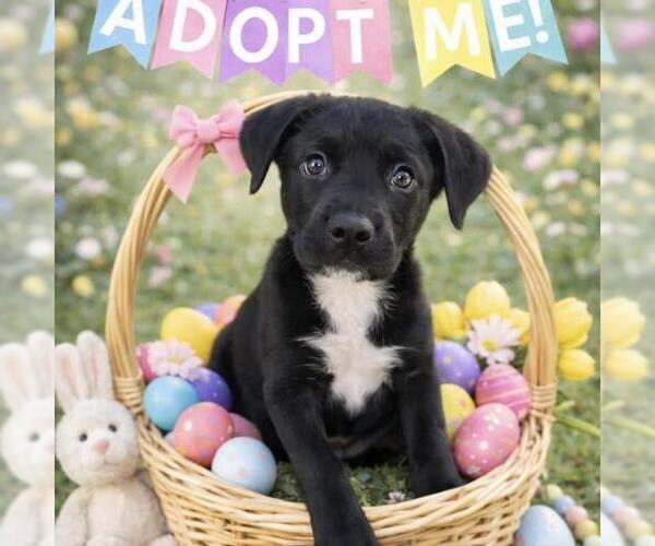 Medium Photo #7 Labrador Retriever-Unknown Mix Puppy For Sale in San Diego, CA, USA