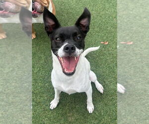 Cara (GA) - Female Mutt Dog for Adoption - Photo #8