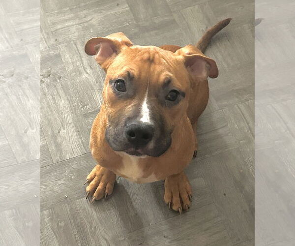 Medium Photo #1 American Pit Bull Terrier-Bulldog Mix Puppy For Sale in Staten Island, NY, USA