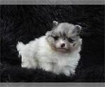 Small Pomeranian