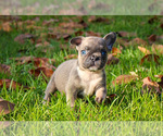 Puppy 2 French Bulldog