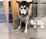Small Siberian Husky