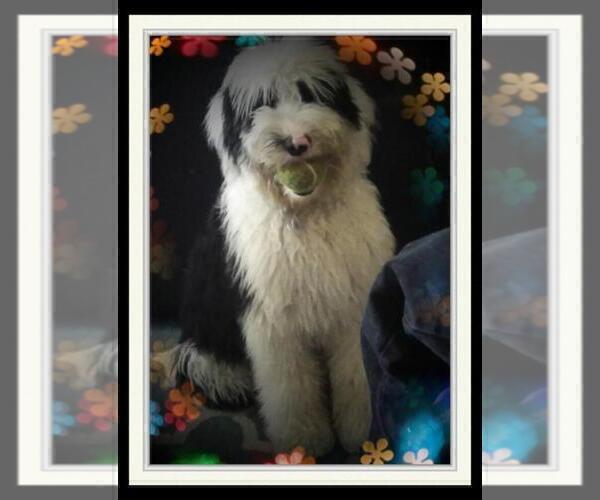 Medium Photo #1 Sheepadoodle Puppy For Sale in RIALTO, CA, USA