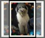 Small Photo #1 Sheepadoodle Puppy For Sale in RIALTO, CA, USA