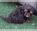 Small #14 Shorkie Tzu