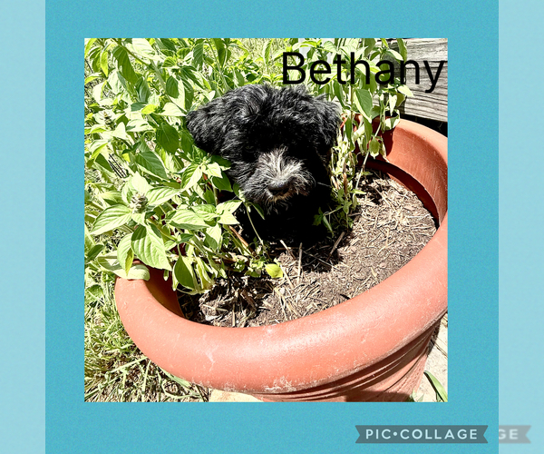 Medium Photo #2 Poodle (Toy)-Yorkshire Terrier Mix Puppy For Sale in BENNINGTON, IN, USA