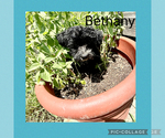 Small Photo #2 Poodle (Toy)-Yorkshire Terrier Mix Puppy For Sale in BENNINGTON, IN, USA