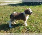 Small Photo #7 Saint Berdoodle Puppy For Sale in LEWISBURG, KY, USA