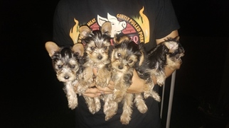 Yorkshire Terrier Puppy for sale in ROUND ROCK, TX, USA