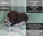Image preview for Ad Listing. Nickname: Elliot