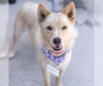 Small #13 Siberian Husky Mix