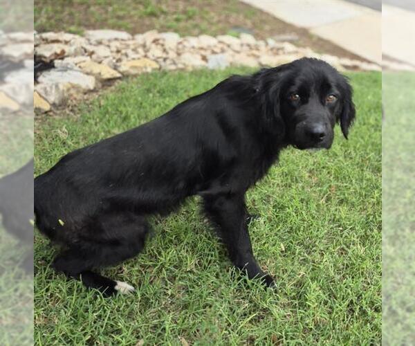 Medium Photo #1 Cocker Spaniel-Unknown Mix Puppy For Sale in San Antonio, TX, USA