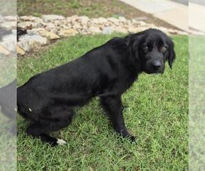 Cocker Spaniel-Unknown Mix Dogs for adoption in San Antonio, TX, USA