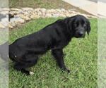 Small Cocker Spaniel Mix
