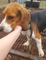 Father of the Beagle puppies born on 05/14/2018