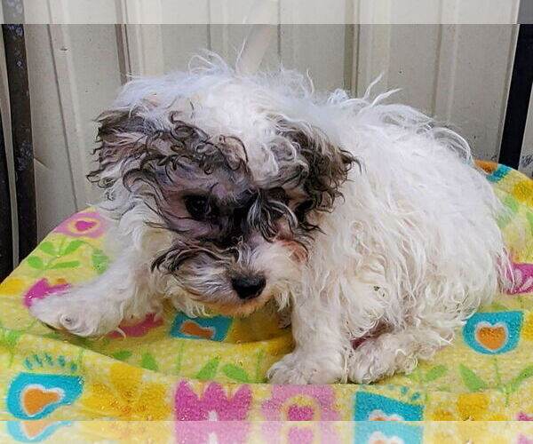 Medium Photo #2 Havanese Puppy For Sale in Mountain View, MO, USA