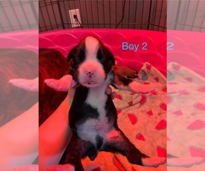 Boxer Puppy for sale in BLOOMINGTON, IL, USA