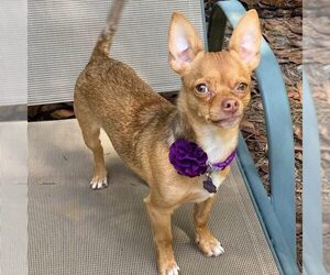 Chihuahua Dogs for adoption in Spring Lake, NC, USA