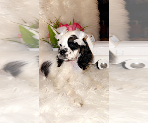 Medium Photo #2 Cocker Spaniel Puppy For Sale in HESPERIA, CA, USA
