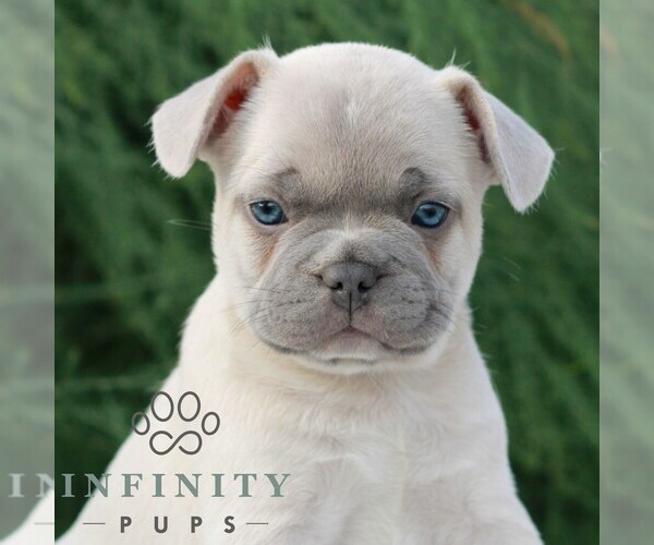 Medium Photo #1 French Bulldog Puppy For Sale in NEWMANSTOWN, PA, USA