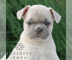 French Bulldog Puppy for sale in NEWMANSTOWN, PA, USA