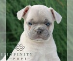 Small French Bulldog