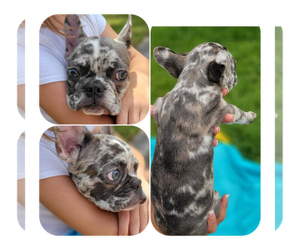 French Bulldog Puppy for sale in MIAMI BEACH, FL, USA