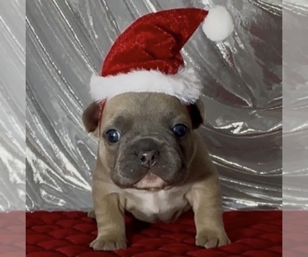 Medium Photo #1 French Bulldog Puppy For Sale in WEXFORD, PA, USA