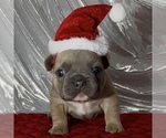 Puppy Adam French Bulldog