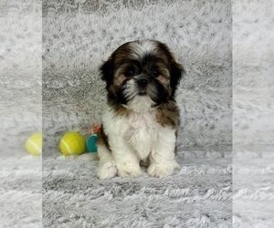 Shih Tzu Puppy for sale in GREENFIELD, IN, USA