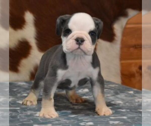 Medium Photo #3 English Bulldog Puppy For Sale in MARSHFIELD, MO, USA