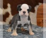 Small #2 English Bulldog
