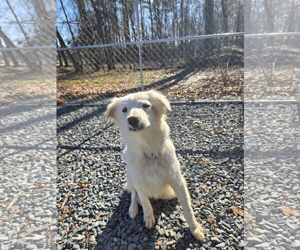 Medium Photo #4 Retriever -Unknown Mix Puppy For Sale in Albemarle, NC, USA